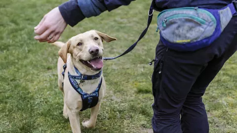 Dog Bolan being trained by Blue Cross team before adoption